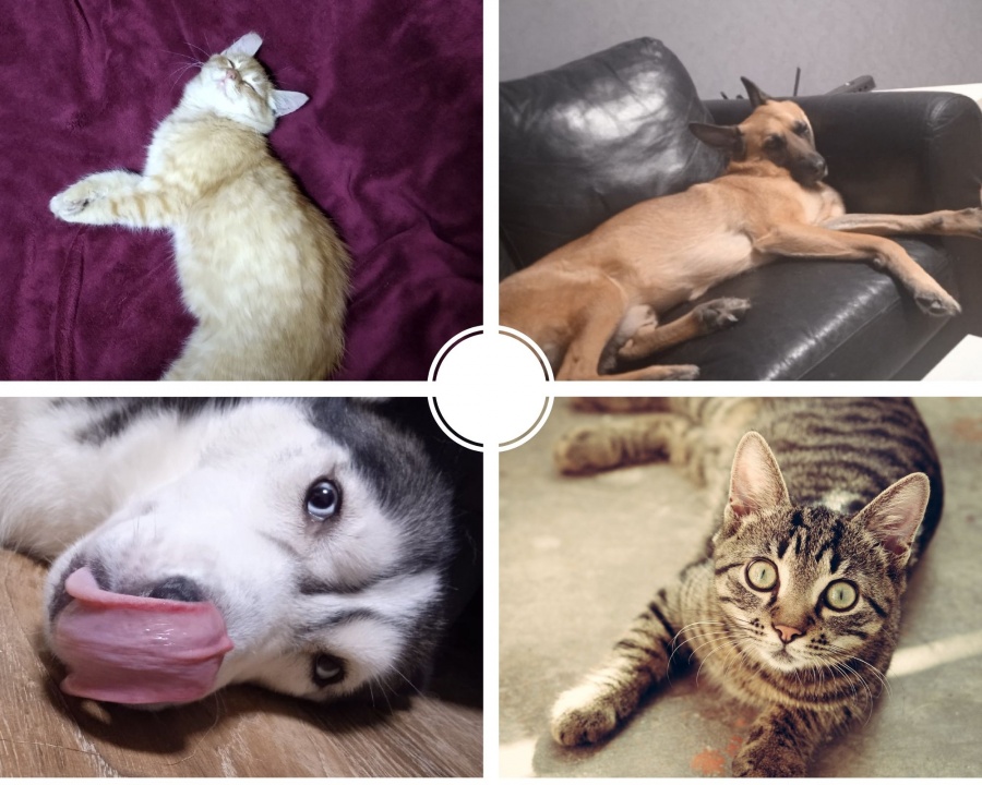 О девичьем - Домашние питомцы - Ольга Калинкина.jpg О девичьем - Домашние питомцы - Ольга Калинкина.jpg